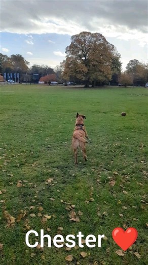 22 reactions | Chester and I practiced some Gun Dog exercises this morning in the storm! Run out - Stop - Follow directions - Retrieve item. Chester's favourite game!! Have a go!!  | The Canine Club | Facebook