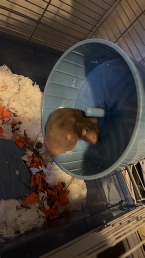 THIS IS LORD HAMINGTON