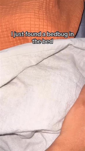 Funny looking bed pug 😂 #pug #pugs #dogs #pugloversclub #puglover Credit: 📷📸 👑Pugs