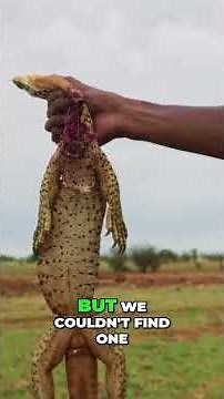 Aboriginal Hunting: Goanna the Aussie Way!