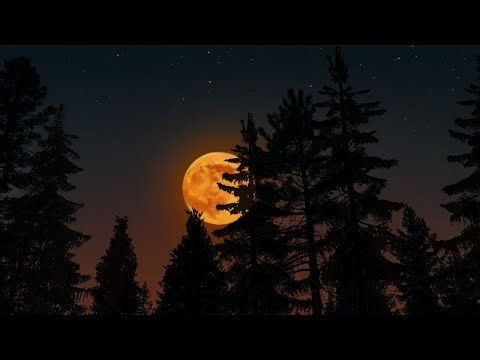 Twilight Forest Vibes with Chirping Crickets | ASMR Ambience for Sleep, Study & Tranquility
