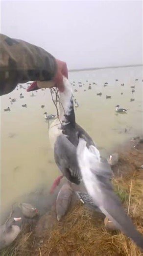 Blue goose down hunting fields #everyone #popular #birdhunting #goose #goosehunting #duckhunting