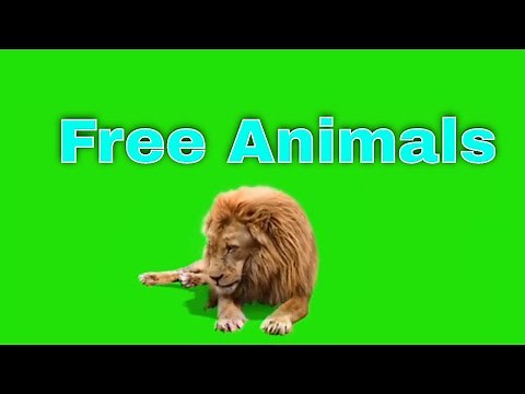 Green Screen Animals | Chroma Key