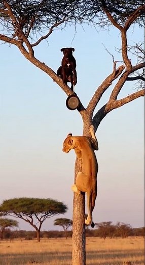 chess match of predator and pray #missluckinson