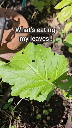 How to Stop Leaf-Eating Pests (and Save Your Plants)