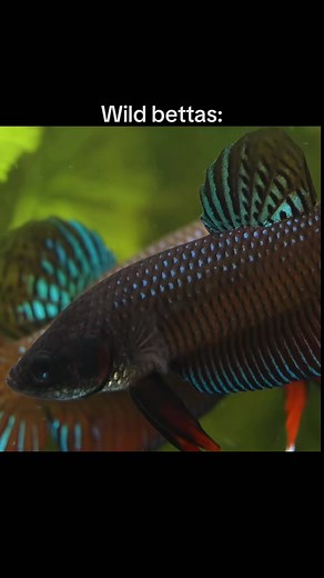 Wild Bettas vs. Human-Bred Bettas: A Stunning Comparison