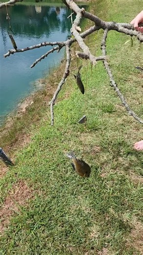 Shawn Hedrick (@catfishkingg)’s video of gator climbing a tree