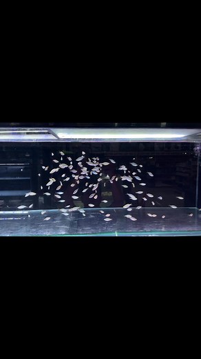 6K views · 32 reactions | Dwarf Blue neon Rainbow Fish殺 | Loving Fish Aquatic | Facebook