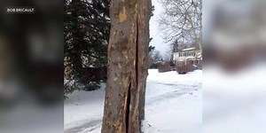 Here’s what happens that could cause trees to ‘explode’ in cold weather