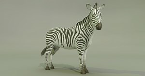 ZEBRA | Characters | Unity Asset Store