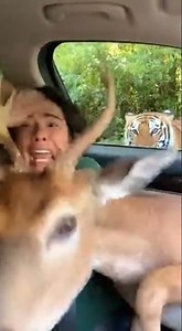 Deer Tries to Jump in Car… 😱 Woman Slams Door Just Before Tiger Pounces! #wildlife #animals