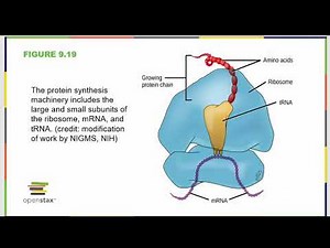OpenStax Concepts of Biology Chapter Nine, Part Two