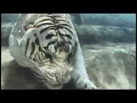 Bengal White Tiger Swimming Underwater HD