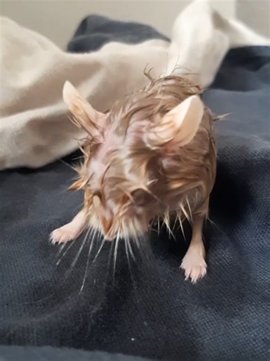 Tips Merawat Hamster Lucu dan Kandangnya