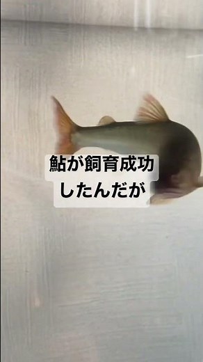 鮎が飼育成功した件について