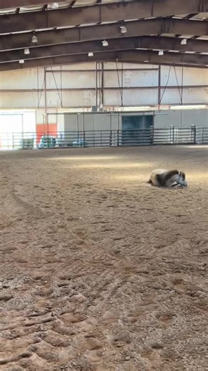 Bucky the Mini Pony: A National Treasure