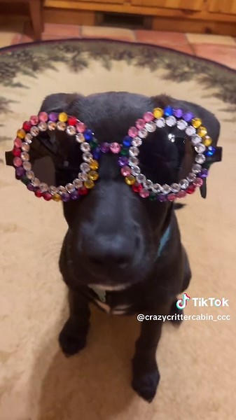 She’s already learning…she’s definitely a CCC dog! #puppy #cutepuppy #rescuedog