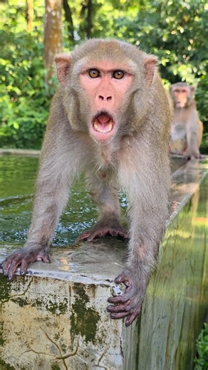 The Monkey Has So Much Fun Playing in the Water with Me.102 #monkey #animals #curiousmonkeylife