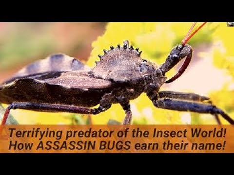You've met the plant eating Stink bug: Now meet its ferocious cousin: the Wheel Bug /Assassin Bug!