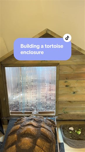 Building a Comfortable Indoor Enclosure for Tortoises
