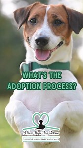 12 reactions · 3 comments | What's the adoption process? Here's a quick summary of what our adoption process looks like  If you have any questions or would like more info, feel free to contact us on 081 854 5307 or anewhopeadopt@gmail.com #adoptdontshop #anewhopedogrescue #dogrescue #dogrescuesouthafrica | A New Hope Dog Rescue | Facebook