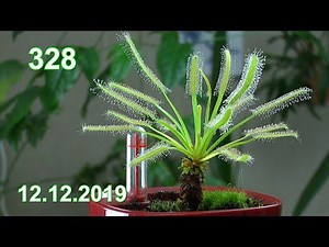 Sonnentaupalme Drosera in der Anzucht im Haus. Drosera capensis Alba und All Red