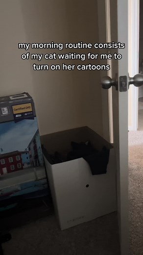 Cat Watching Little Einsteins: TikTok Compilation
