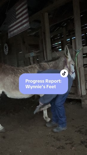 Never did I imagine I would be training a donkey and working her feet. I was content to spoil her and have her as pasture candy. Learning alongside this gentle, intelligent animal has opened my heart and mind to bigger possibilities. Donkeys thrive with a job. Right now, Wynnie’s job is to learn. My job is to guide her and teach her she can do scary things right along with me. We’re learning together. I have learned to push through some huge fears. The powerful speed of those back legs is no jok
