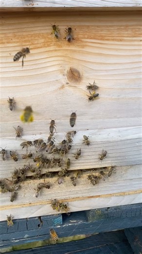 1.5K views · 25 reactions | How did our untreated bees survive winter?? With very little trouble at all. We choose not to treat for varroa and instead breed from colonies that show varroa resistant traits. We often hear that bees will preform fine in the first couple of years but then decline but these colonies are 2 to 5 years old and still have plenty of their own honey stores and are thriving. #treatmentfreebeekeepers #treatmentfreebees #honeybees | Manchester Honey Company | Facebook