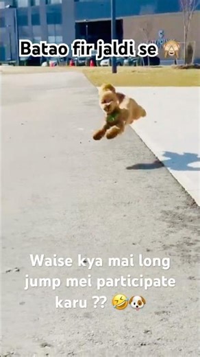 Bruno -The long jumper 🙈#shorts#poodle#funny#petlover#love#funnydogs#poodlelove#viral#youtubeshorts