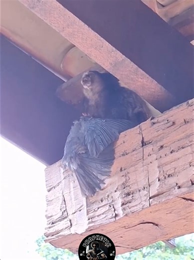 What in the Demon's Lair? #Vicious #DemonTime #Crow #Dinner #Snacking