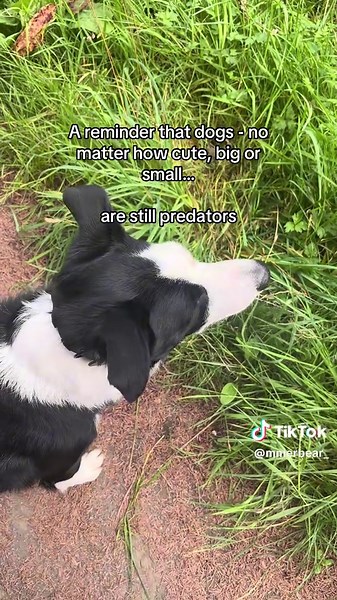 Bad day to be a little mouse 🥲#fyp #bordercollie #dogsoftiktok #preydrive