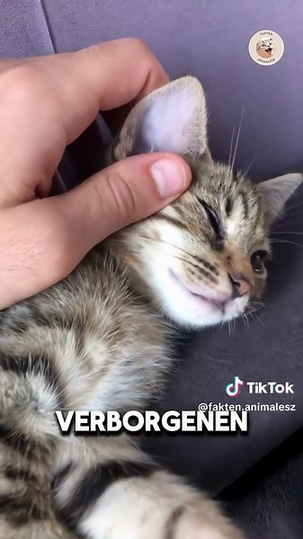 Streichelaggression bei Katzen: Bedeutung und Hinweise