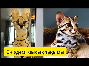 Әлемдегі ең әдемі 10-мысық тұқымы! Ерекше мысықтар. Мысықтың түрлері.