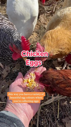 Diverse Egg Colors from Mixed Breed Chickens