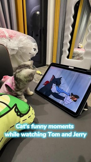 Funny Cat Reactions to Tom and Jerry Moments