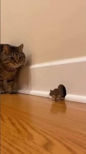 Cat farts on mouse
