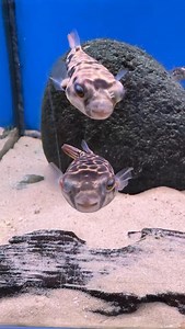 186 reactions | Tetraodon MBU | ZOOBOX.de | Facebook