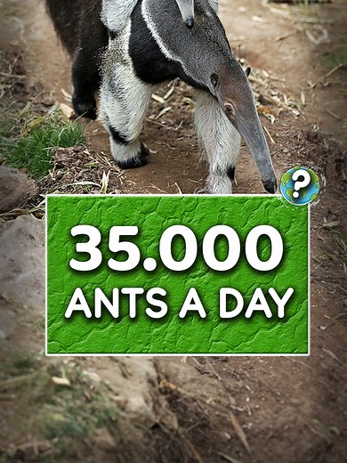 Anteater Eating Habits: How They Consume 35,000 Ants Daily