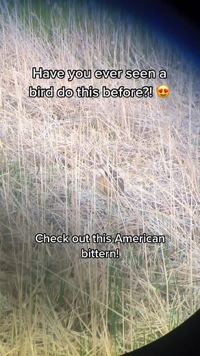 The beautiful call of the American bittern 😎 (srry for the shaky vid) #birds #bird #birb #birdsoftiktok #fypシ #foryou #birdsong #nature #wildlife #fy