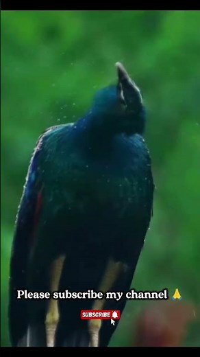 🇮🇳 Beauty of nature ❤️‍🩹