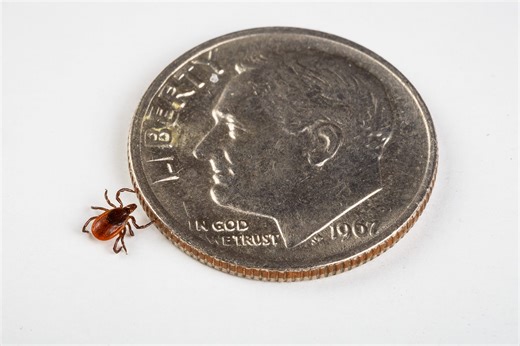 Hospital data shows an uptick in tick bites this spring