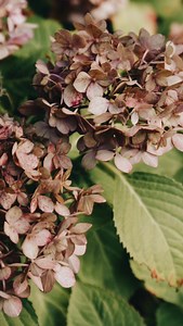 February is the quiet bridge between winter’s stillness and spring’s awakening—slowly, softly, beautifully ✨ There’s something magical about February. The days grow longer, the air feels lighter, and hints of spring start to whisper through the cold. Snowdrops push through the frost, birdsong returns, and golden sunsets remind us that warmth is on its way. It’s a time of gentle transition—of finding joy in the in-between, embracing the small shifts, and appreciating the beauty of the seasons cha