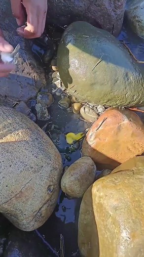 10K views · 13 reactions | Egg MEET the Crab Hiding Inside the Rock | Mr.Pringle | Facebook