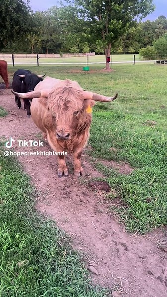 Raising Highland Cattle: A Farm Family Journey