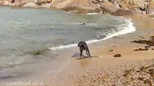 5.9K views · 113 reactions | Don't let your dog see this - he'll start nagging you to bring him to Devon :) | Visit Devon | Facebook