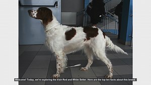 Top 10 Facts About the Irish Red and White Setter