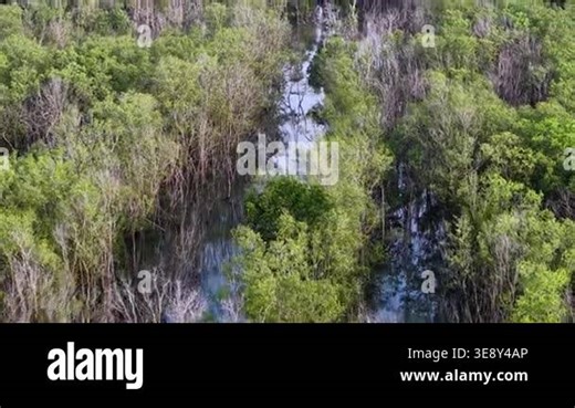 Aerial shot highlights lone dry tree contrasting with lush mangrove greenery Stock Video Footage - Alamy