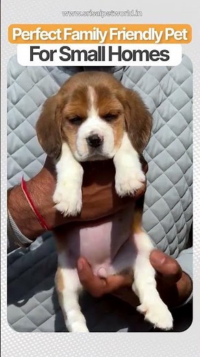 Best Dog Breeds for Small Homes & Apartments #SmallHomeDogs #ApartmentDogs
