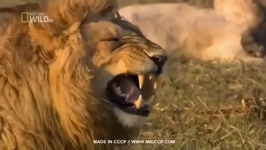 The Laughing Lion #trynottolaugh #trynottolaughchallenge #laughinglion #sofunny #funny #makemelaugh #haha #lion #giggles #silly